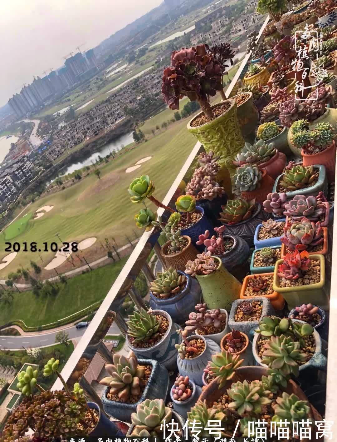 最温暖不过人间烟火,来自逆挂区的多肉!