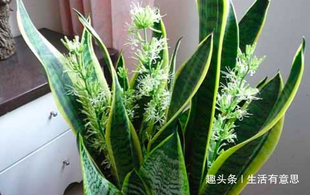 此种花不管多丑也要养，旺宅聚气还是杀细菌的小帮手，对身体好