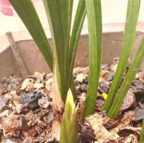 养花|自制养花杀菌水,7天浇一勺,花不生虫不烂根