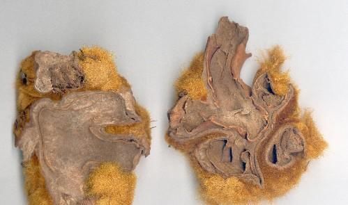 元阳|想要补肾效果好，这3种中药的性价比最高，补肾、助阳效果佳