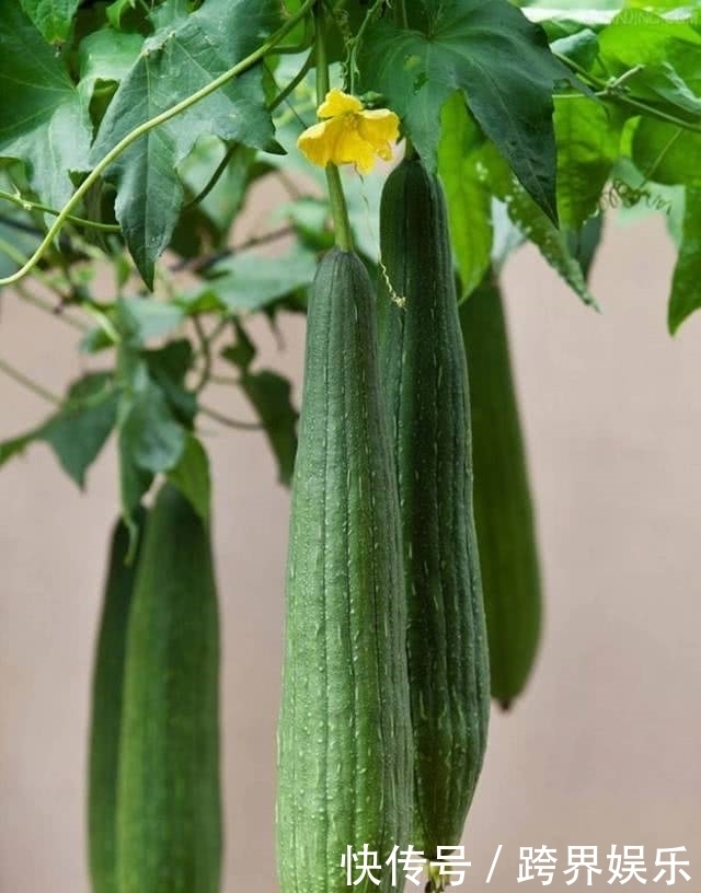 丝瓜全身是药，丝瓜19个鲜为人知的功效都在这里！