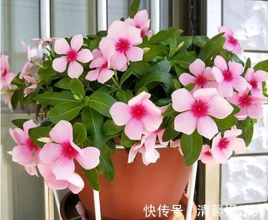 4种花超漂亮,家里养一盆,满屋飘香,清新优雅