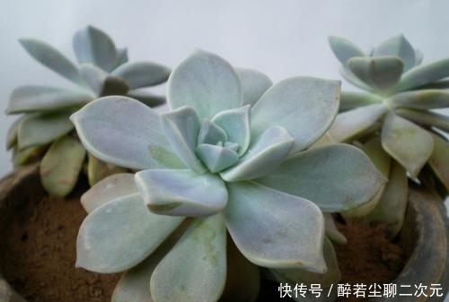 学会|顺口溜骂人不带脏字,你学会了吗?