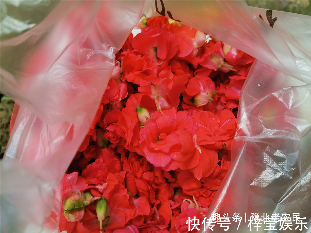 院子里种了许多凤仙花，采摘一些，自己染个头发