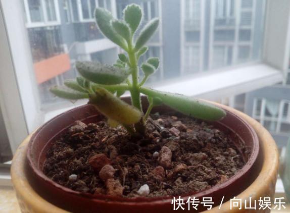 多肉植物|养多肉熊童子，不碰就掉叶子，你知道为什么，该怎么抢救吗