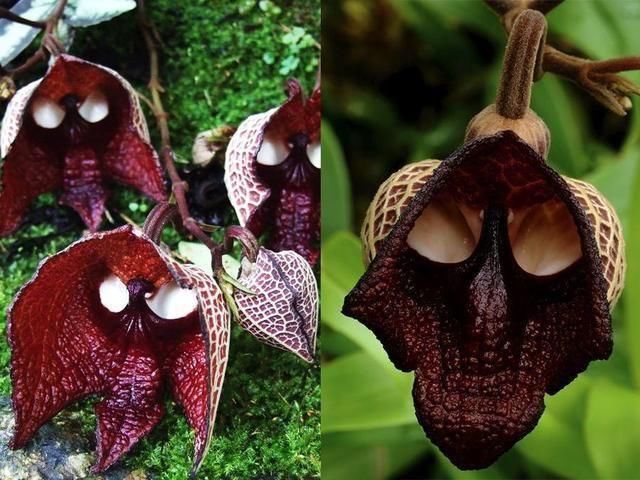 兰花|盘点十种样子最为奇特,最“个性”的植物花朵!