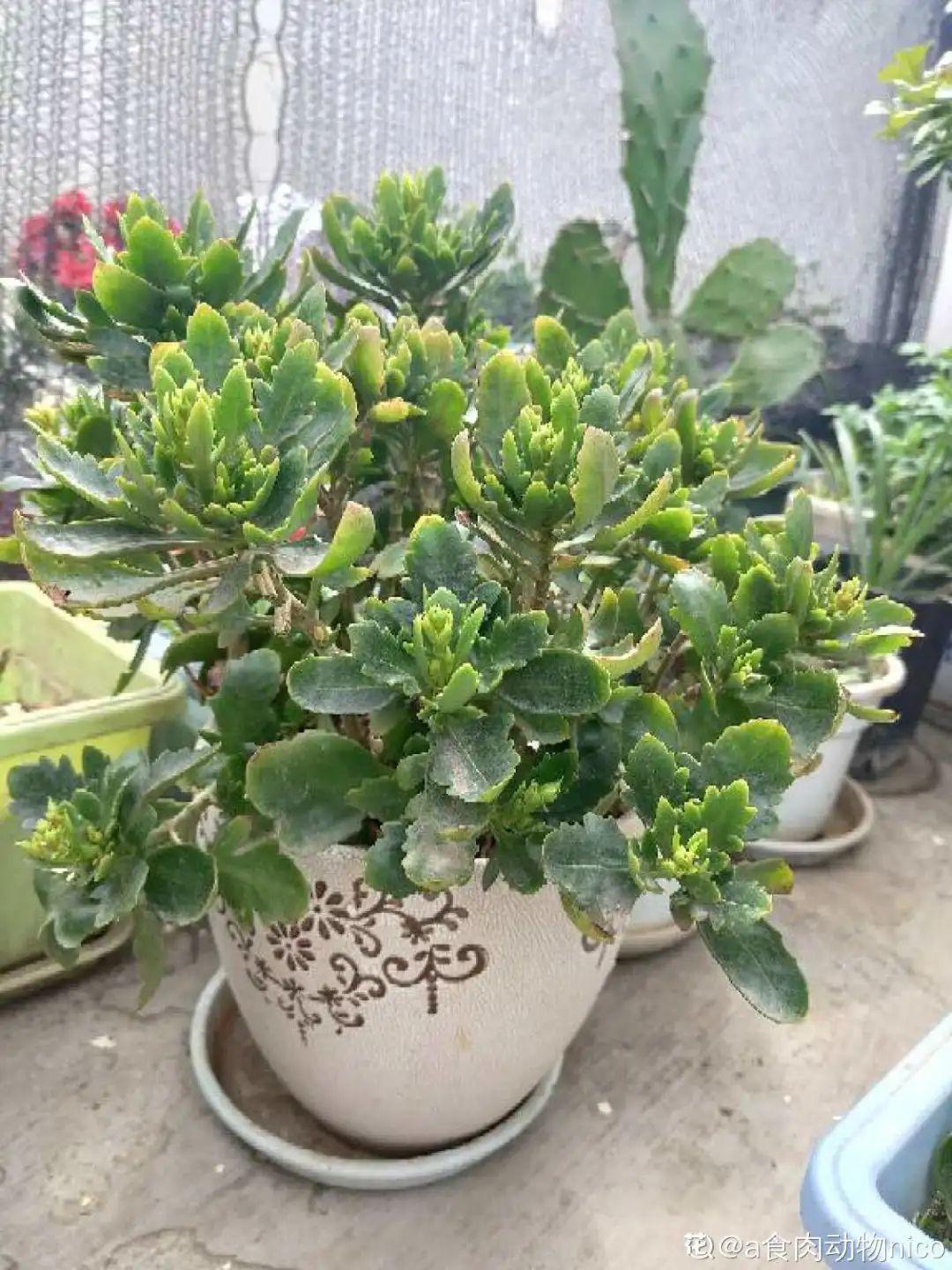 3种花，开败后狠心剪个秃头，下次开花会更猛！