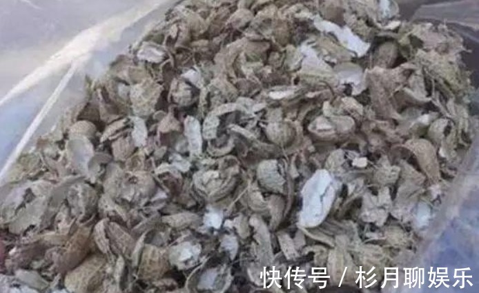 涨势|养花就用几种“神器”，花盆不积水，植物涨势好不烂根