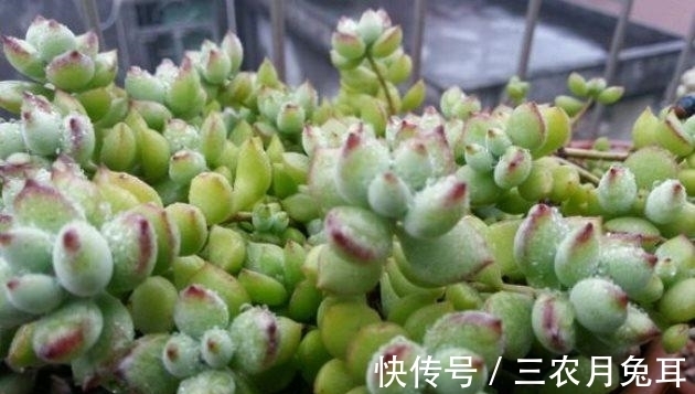 基质|多肉植物达摩福娘的扦插繁殖方法