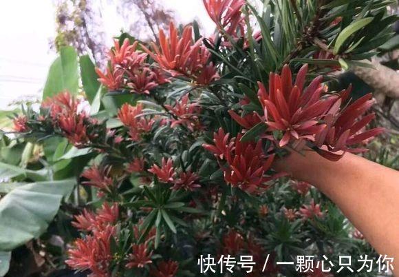 罗汉松|喜欢罗汉松的看过来,这个品种的罗汉松,好看还耐冻,更具观赏性