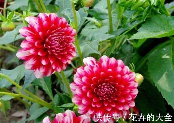 花中西施|农历8月7日起,养花试试这几款,花开美艳绝伦,阳台变花园