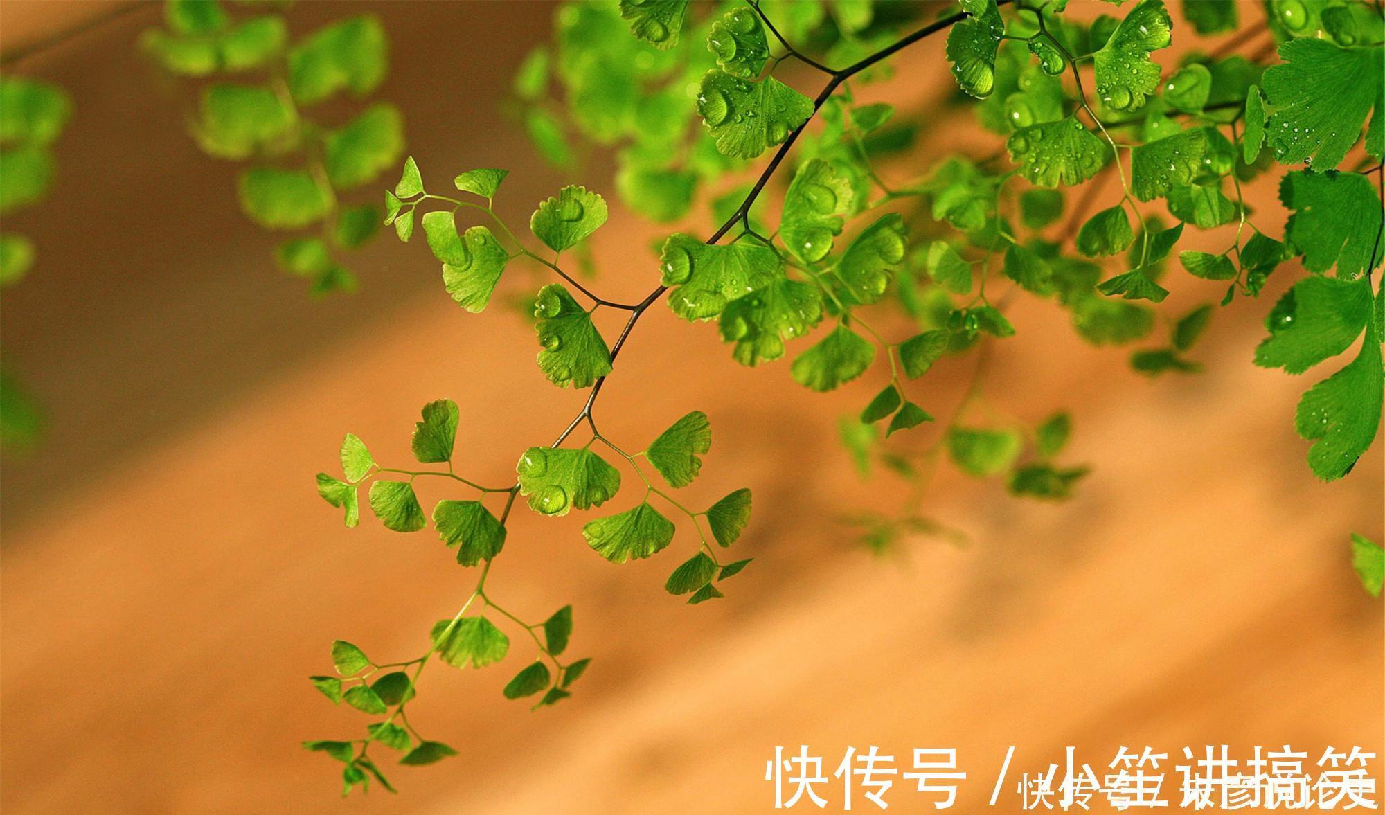 常春藤|家里养什么花，推荐这3种，附带养护技巧