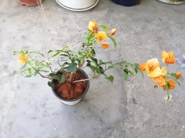 扦插|三角梅的养护大全摘光叶子，少浇水，使劲晒，开花爆满盆