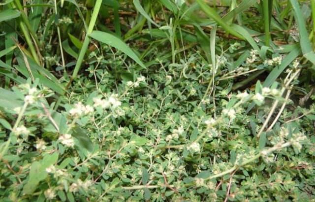农村一种“野草”,最爱趴地上,与马齿苋是近亲,草小作用可不小