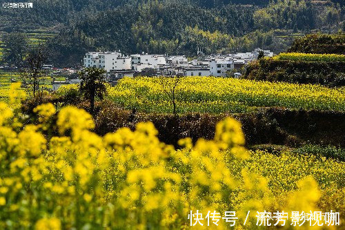 春色|中国”最诗意“的乡村，油菜花海徽派古村完美交融，春色美成仙境