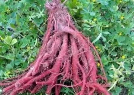 强心|常见的一种中药,有助活血、健脑、强心、生肌,辅助防治心血管病