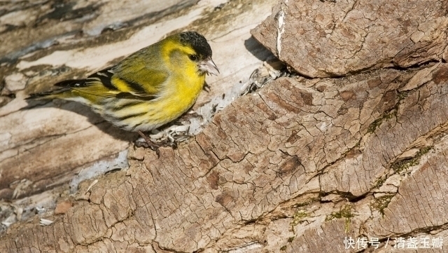 近年时不时来发生让人类惊讶不已的事情，地球到底发生了什么事情