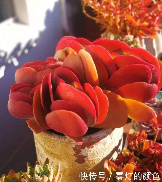8款红色系多肉，阳台载几盆，家里红火又喜庆