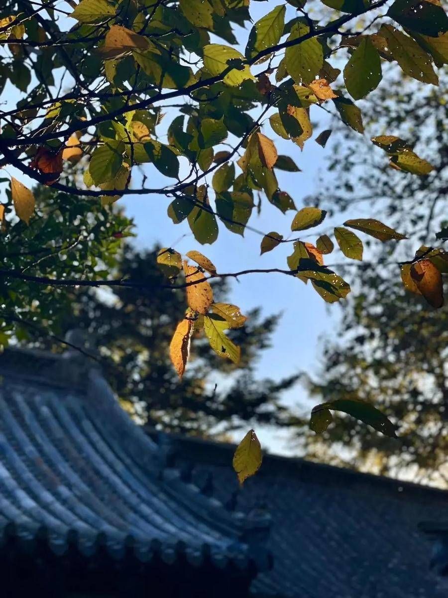 别样|青岛崂山美得刚刚好！初冬时节，带你遇见姗姗来迟的“醉”美景色