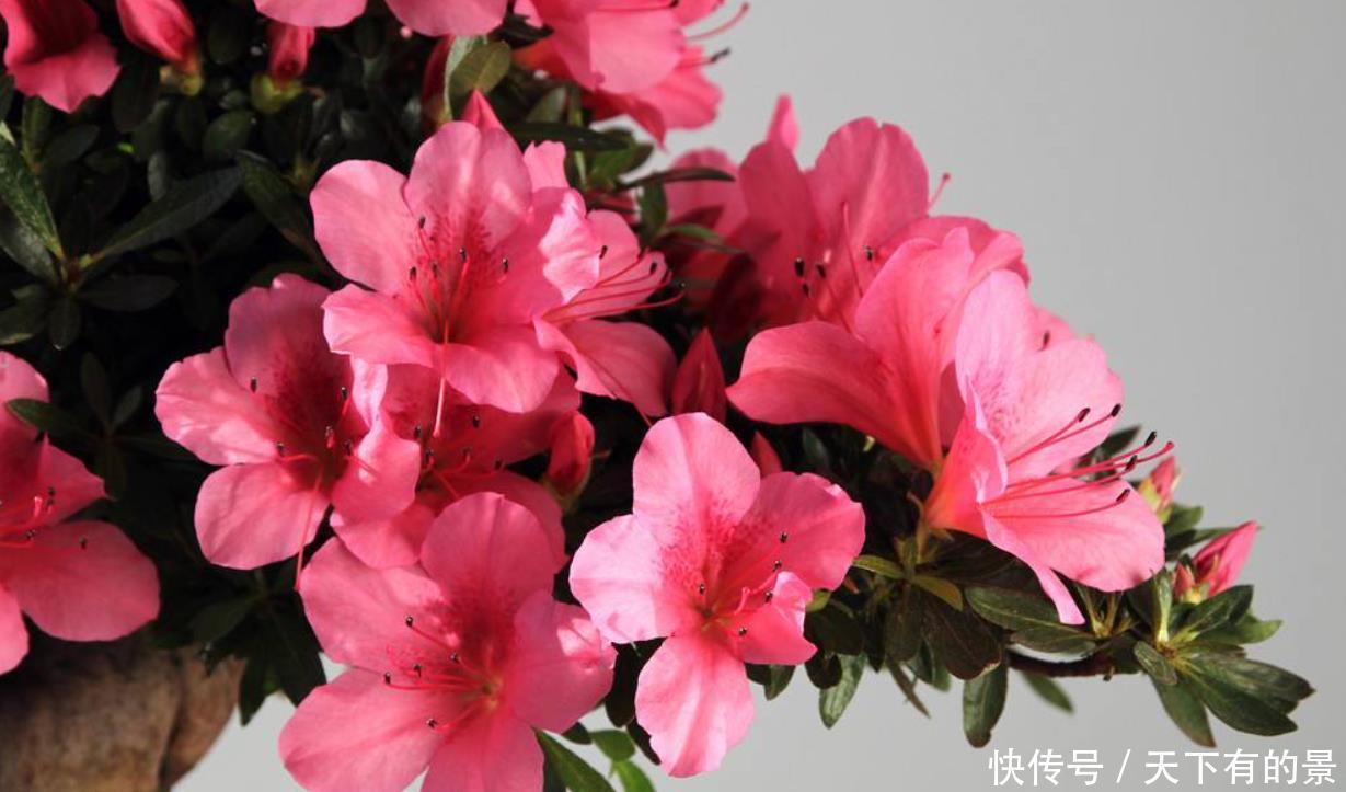 会出问题|杜鹃花被拉入“黑名单”不敢养?其实掌握“四合理”,你也能养好