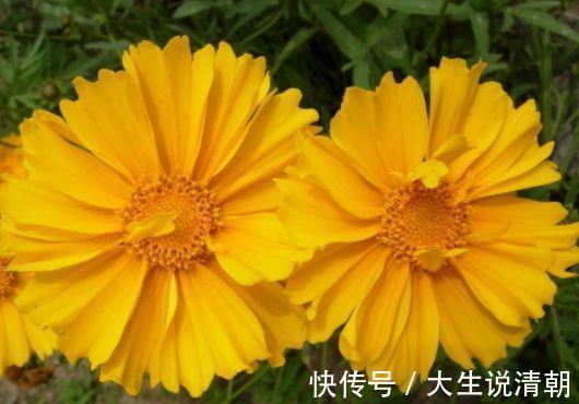 4种花是懒人的最爱，有阳光就爆盆，名字也是超好听的