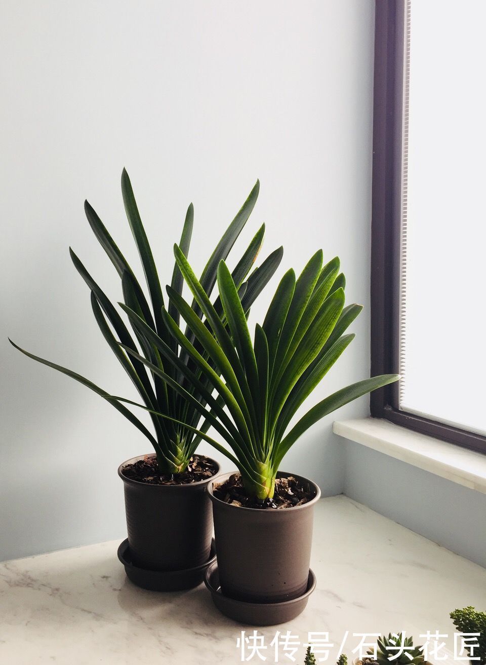 花箭|养君子兰,关键在“11月”,用对“方法”叶子规整、开花早