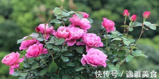 盘点10种古典美复古色系月季,你必须拥有其中一种!