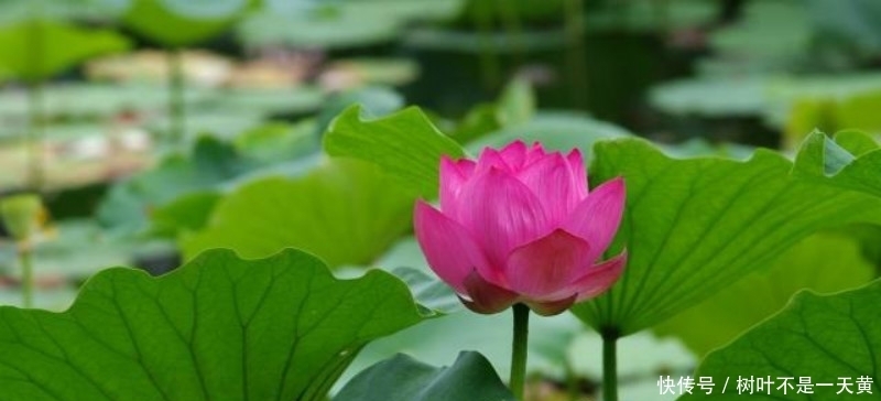 更是|欧阳修描写西湖最好的一首词,写得极为抒情,更是成全了一池荷花