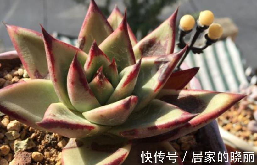 夏季|多肉乌木夏季容易化水？小心这3点，打响防护的“第一枪”