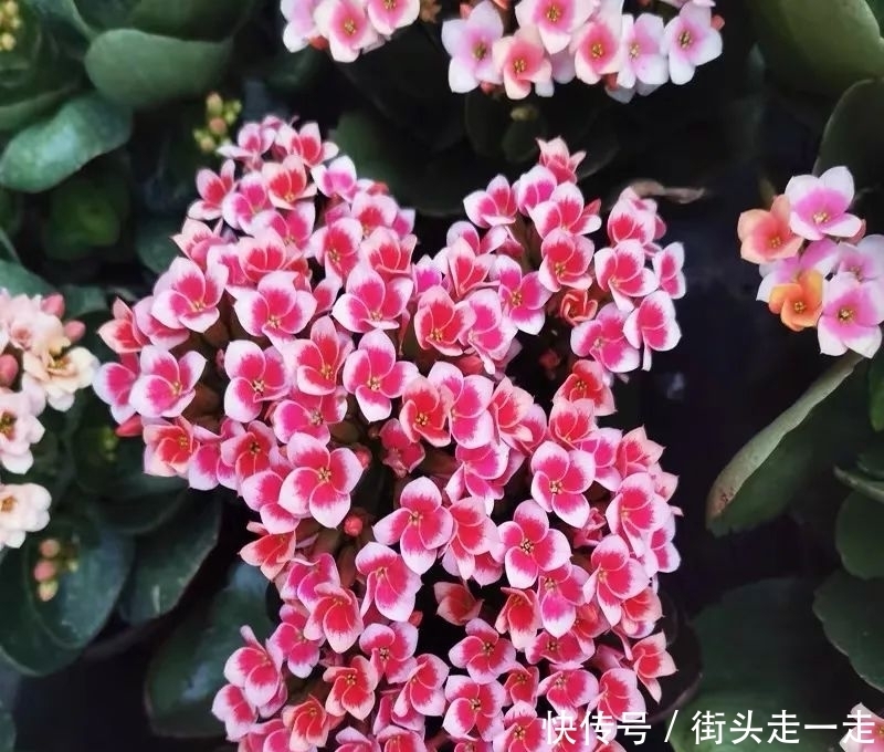 45种长寿花,个个都美爆了,你家养了多少种?