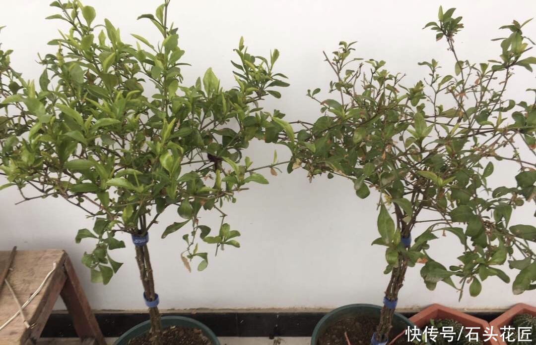 3月养蓝雪花，挖开花盆有“惊喜”，注意3点夏天开成“大花球”