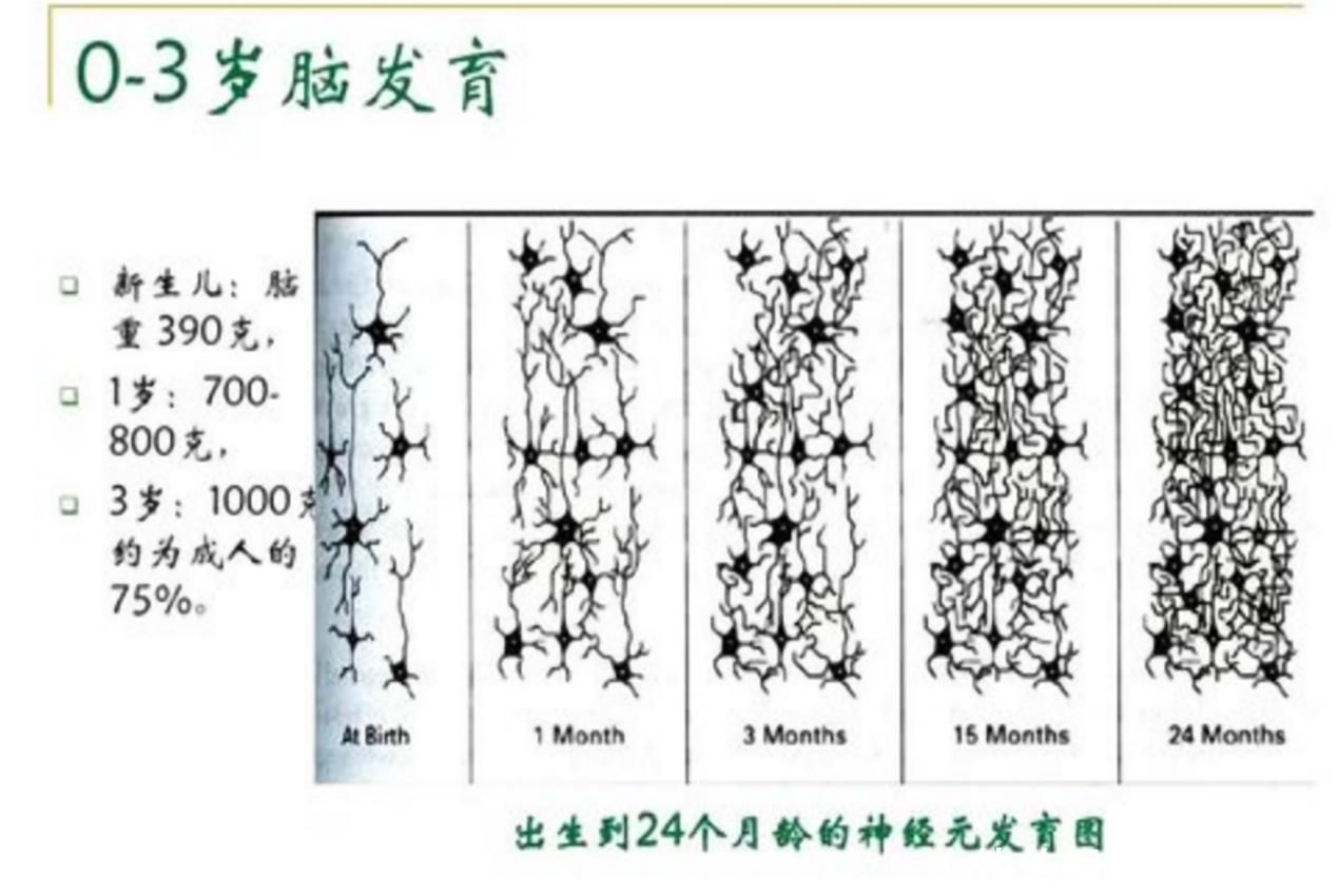 聪明|哈佛研究：孩子一生中有三个“变聪明”的机会，抓住一个就稳了