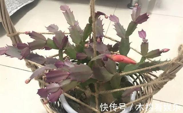 蟹爪兰叶子又薄又暗,坚持1个月,9月开始长出“硬朗叶”,太密了