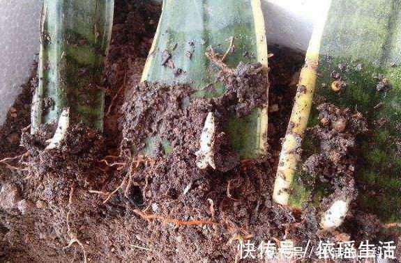 这四种绿植，十天半个月可以不浇水，爆芽、疯长到盆都装不下！