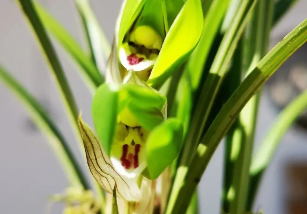 松针腐殖土养兰花，做好两件事，来年春天有好植料