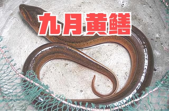 繁殖期|俗语“七月蜂八月蛇，九月黄鳝惹不得”，黄鳝为何和蛇一样可怕?