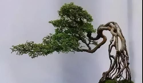  提根盆景的制作并不难，但做到了极致，以根代干，可以从头美到脚