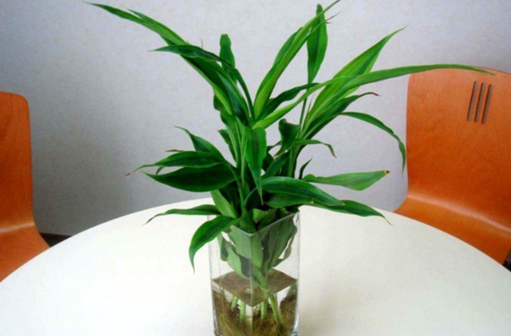 养护|这4种“旺运花”，寓意好、颜值高，养一盆是真不错！