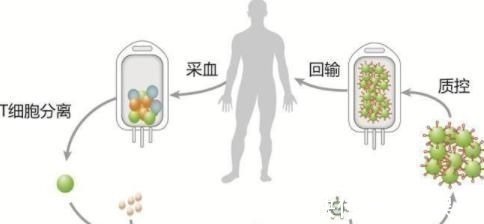 免疫细胞|不去做手术、放疗和化疗的治疗，能通过增强免疫力来对抗癌症吗