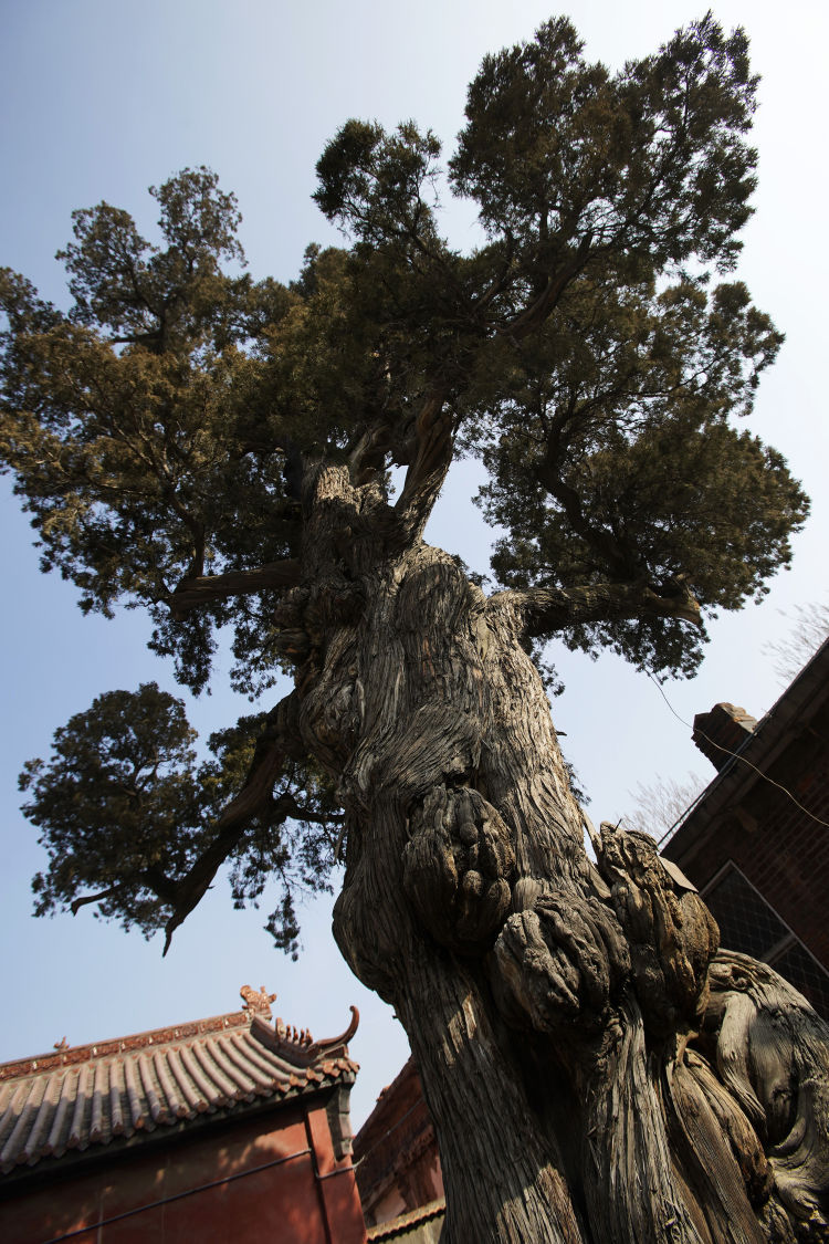 古村寻踪｜淄川区昆仑镇磁村：千年古村隐逸百年院落
