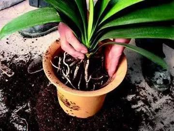 君子兰活到30年，叶片长到2米高，花朵千百簇，变成“传家宝”