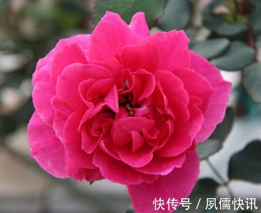 喜欢菊花，不如养盆“精品玫瑰”伯爵夫人，艳丽多姿，大气美丽