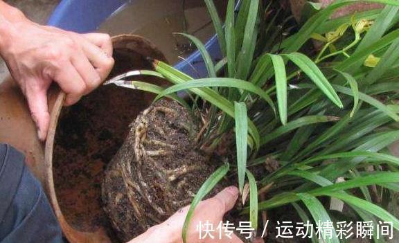 土壤板结怎么办,教你5招小技巧,土壤疏松透气根系健壮