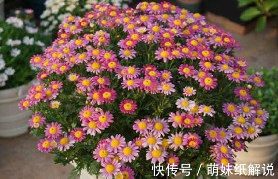 新手养花就养一盆“国华青杯”，雍容华贵，美艳端庄，适合盆栽养