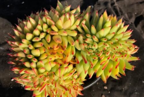 名字很洋气的多肉艾克魂，你知道它是什么品种缀化而形成的吗？