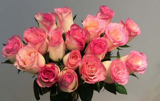 喜欢玫瑰不如选“红袖玫瑰”,花语红颜知己,娇艳动人十分妩媚