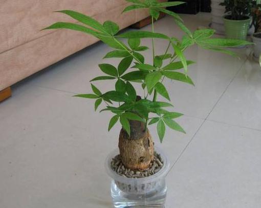 推荐几个水培观叶植物,种一个就够了