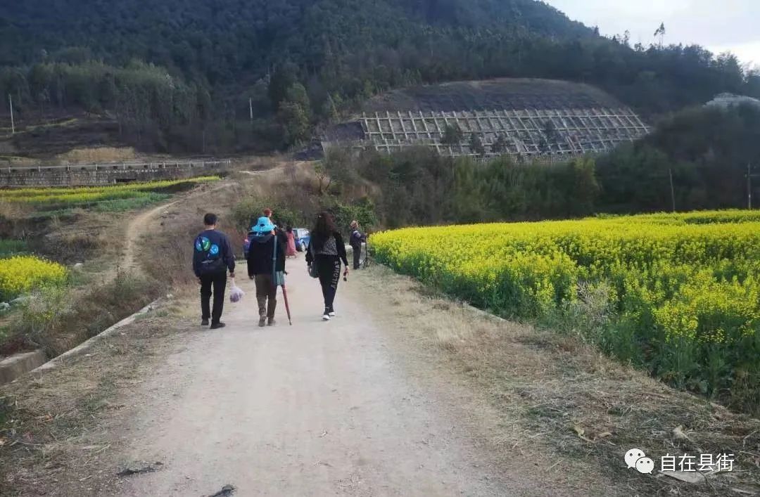 遍地金黄，山口村的油菜花开了，美到犯规！