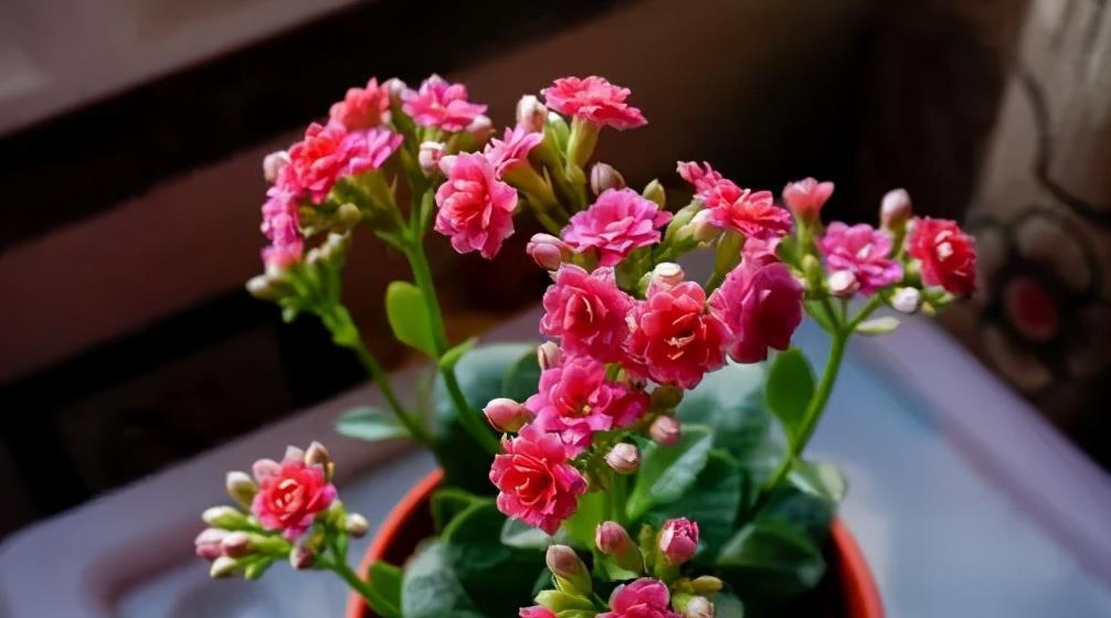 叶子|工作繁忙又想养花？推荐4种懒人花，丢阳台上不管也旺盛