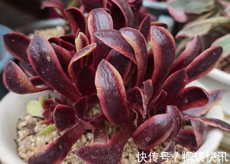 之前冻伤的多肉法师只剩下光杆子,现在给它重新换盆能活过来吗